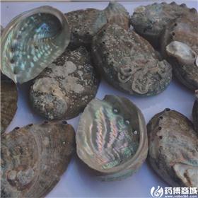 石决明  个子