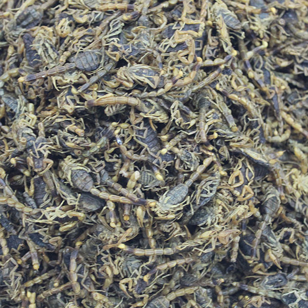 全虫 河北野生 息风..