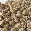 三七120头 优质价廉 止血 散瘀 消肿 定痛