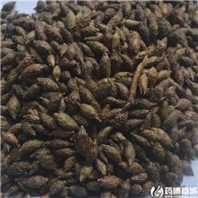 葶苈子 山西 选货