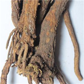 黄芩 统 个子 内蒙 大货供应 清热燥湿 泻火解毒