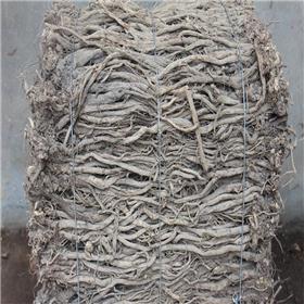 牛膝 个子 四川 统货
