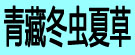 青藏冬虫夏草