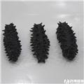 大连海参 六排刺（淡干）