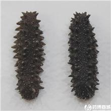 大连海参 六排刺 冻..