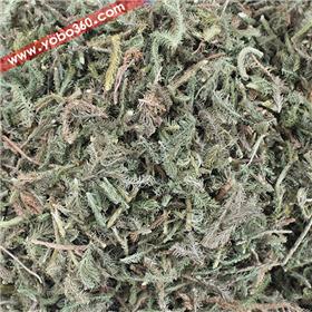 伸筋草 大货供应 祛风除湿 舒筋活络