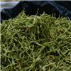 金银花（河南）