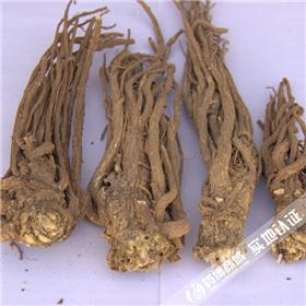 当归个子（甘肃）原产地大货