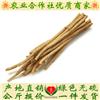 黄芪节子小