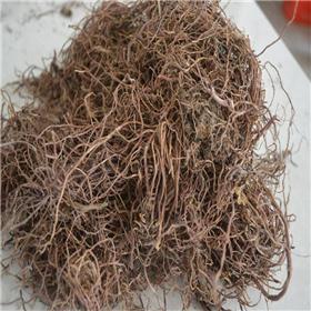 紫苑 统货 优质价廉 润肺