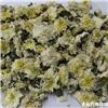 贡菊  优质大货