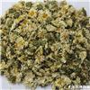 生托菊 质优价廉