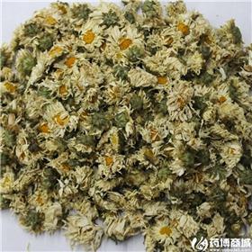 生托菊 质优价廉