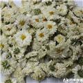 太阳花 黄山  大货供应