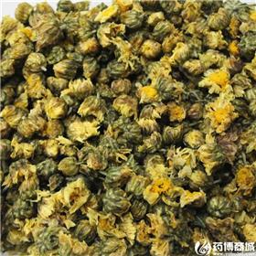 娃娃菊 质优价廉 大货供应