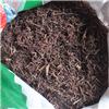 紫菀 水洗 片子 安徽 统 大货供应 润肺下气 消痰止咳