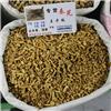 秦艽 片统 云南 大货供应 祛风湿 舒筋络 清虚热