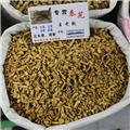 秦艽 片统 云南 大货供应 祛风湿 舒筋络 清虚热