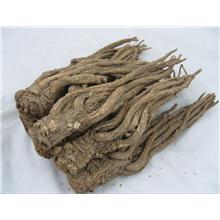 当归（甘肃）直销
