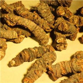 羌活 个子 质优价廉 大货供应 散寒祛风 除湿止痛