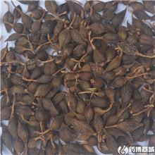 连翘（青）