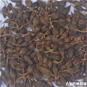 连翘（青）