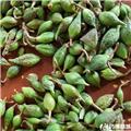 连翘鲜果 