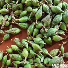 连翘鲜果 
