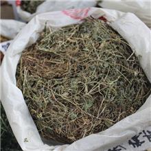 炸酱草 安徽 统 优..