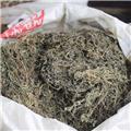 饿不食 江苏 统 优质 祛风 散寒 胜湿