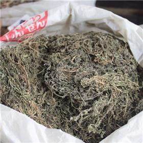 饿不食 江苏 统 优质 祛风 散寒 胜湿