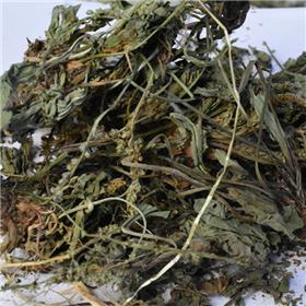 车前草（安徽）大货供应 清热利尿 凉血 解毒