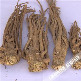 当归个子无硫（甘肃）原产地直销