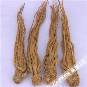 当归个子有硫（甘肃）原产地大货