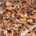 分心木 统货 甘肃 质优价廉 固肾涩精