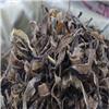 地龙 大开 上海 优质价廉 通络除痹
