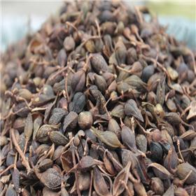 连翘 统（水煮）河南 保肝