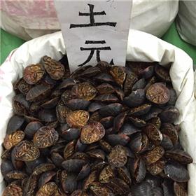 土元 大货供应 质优价廉 破瘀血 续筋骨
