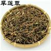 旱莲草产地直销