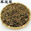 旱莲草产地直销