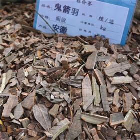 鬼箭羽 片子 安徽 活血散瘀 杀虫
