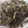 蒲公英(无花我) 安徽 大货供应 清热解毒 消肿散结