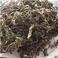 蒲公英(无花我) 安徽 大货供应 清热解毒 消肿散结