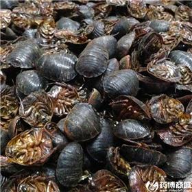 土元 统 地鳖虫