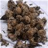 雪莲花 统 西藏 质优 除寒壮阳 调经止血