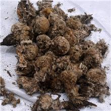 雪莲花 统 西藏 质..