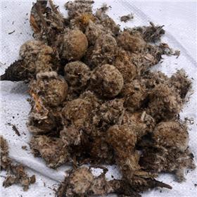 雪莲花 统 西藏 质优 除寒壮阳 调经止血