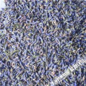 薰衣草 质优价廉 大货供应 清热解毒 散风止痒
