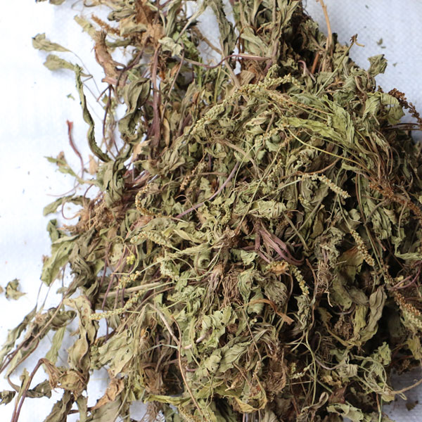 车前草 统 个子 陕西 清热利尿 凉血 解毒