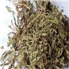 车前草 统 个子 陕西 清热利尿 凉血 解毒